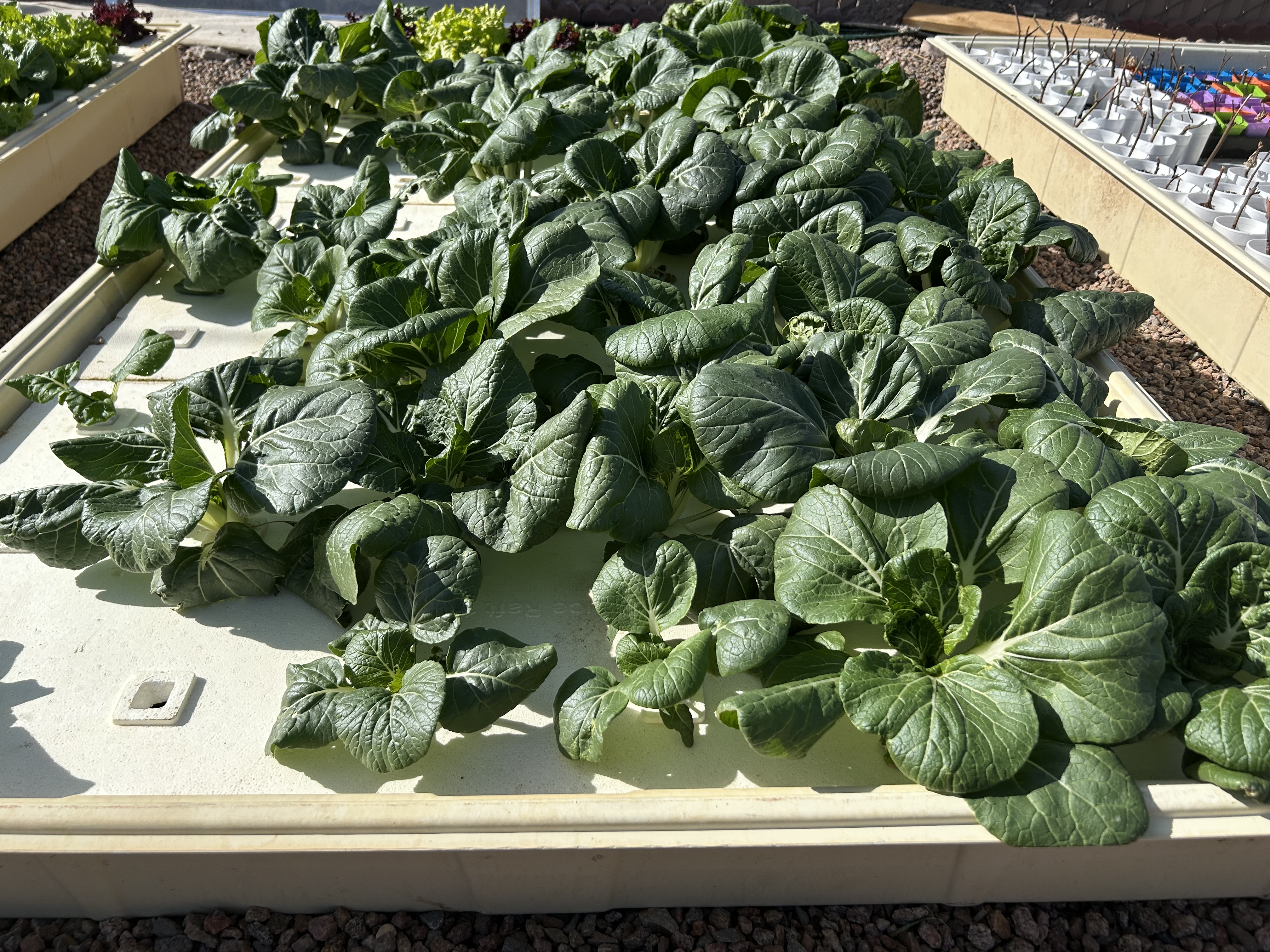 Hydroponic Bok Choy growing on floating beds