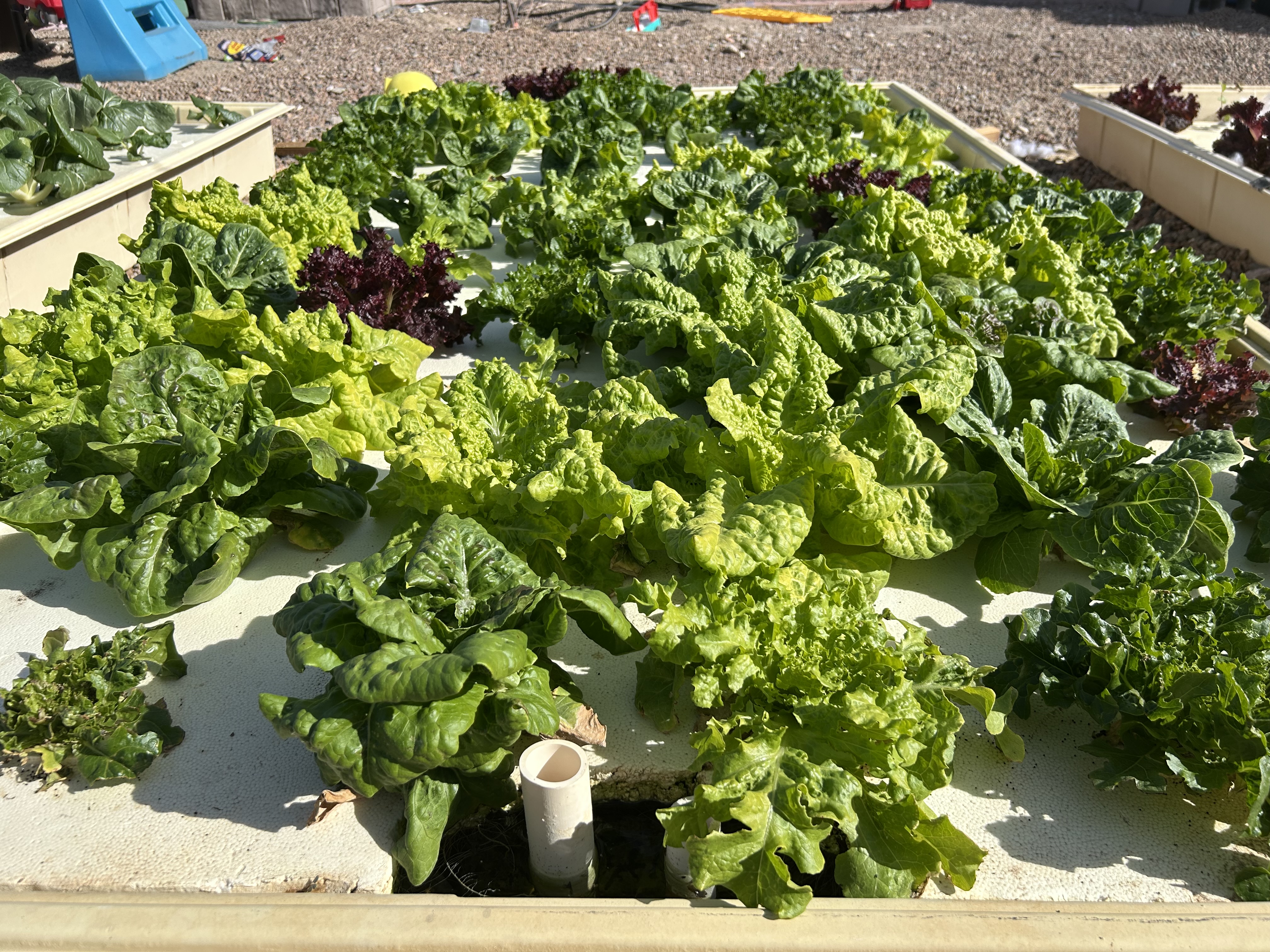 Hydroponic Lettuce Growing on Floating Beds