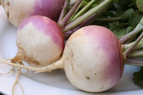 Purple Top White Globe Turnip Credit: thebittenword.com Purple Top White Globe Turnip Credit: thebittenword.com