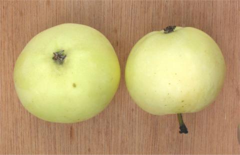 Golden Dorsett Apples