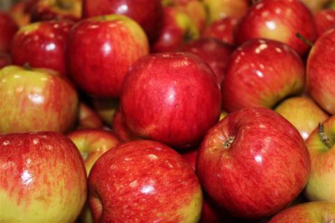 Sundowner Apples