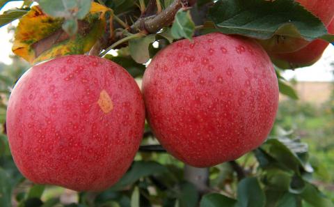 Gala Apples