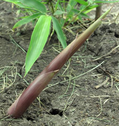 Bamboo Shoots