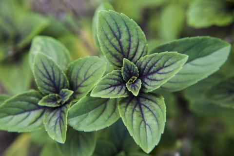 African Basil