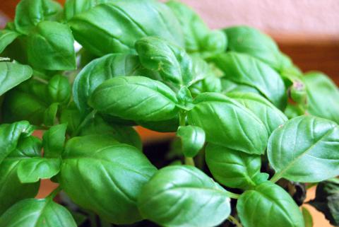 Genovese Basil