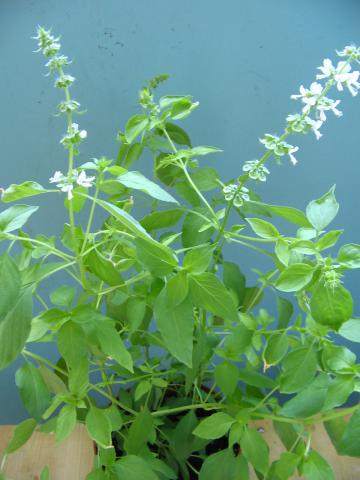 Lemon Basil Lemon Basil