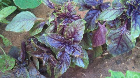 Purple Basil Purple Basil