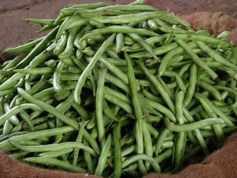 Bush Beans