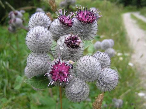 Burdocks Credit: Villtalkas