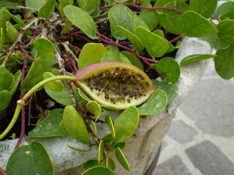 Capers