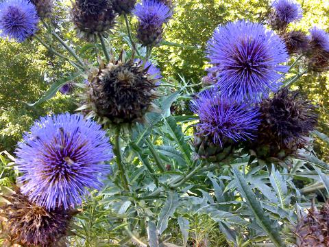 Cardoon