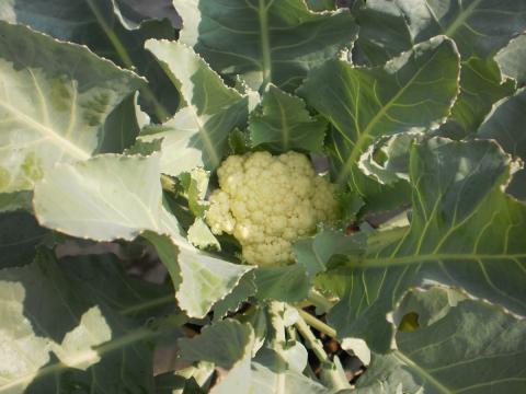 White Cauliflower