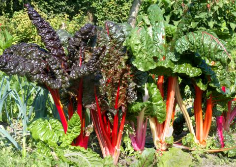 Chard, Red Chard