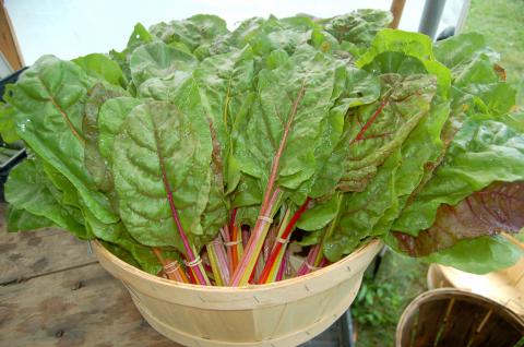 Chard, Swiss Chard