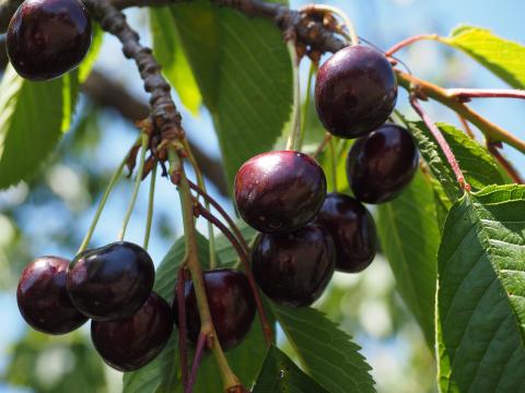 Black Cherries