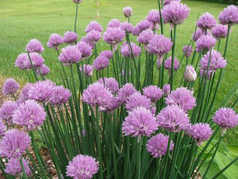 Onion, Chives