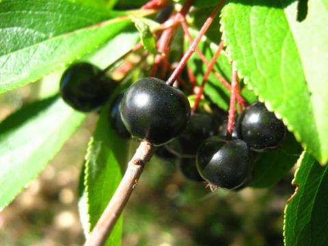 Chokeberry