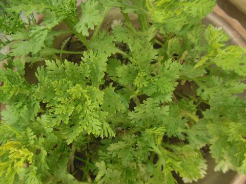 Chrysanthemum leaves