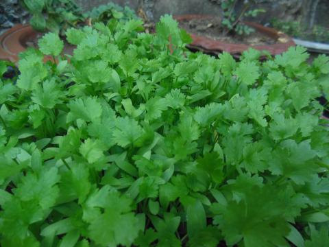 Cilantro Leaves