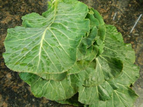 Standard Collards Credit: Salette Andrews Standard Collards Credit: Salette Andrews