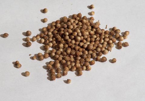 Coriander Seeds
