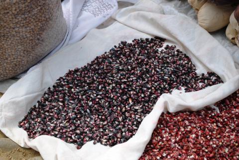 Corn, Standard Blue Corn Credit: Alejandro Linares Garcia
