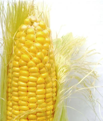 Corn, Standard Corn Corn, Standard Corn