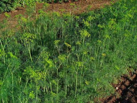 Dill