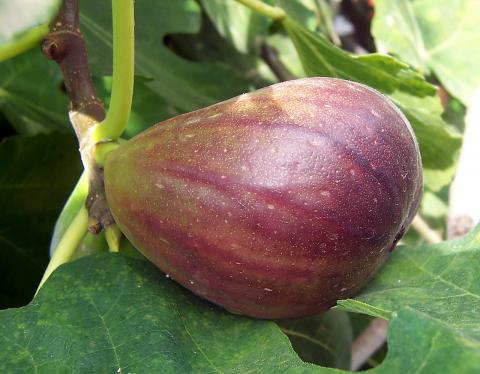 Figs