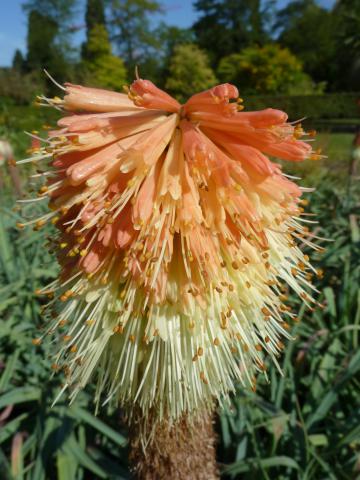 Foxtail Lily