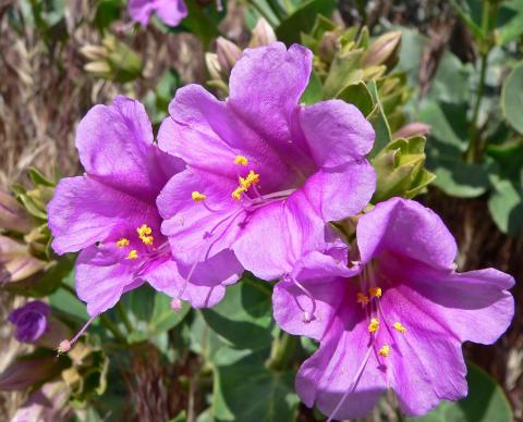 Mirabilis Multiflora