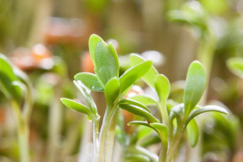 Garden Cress