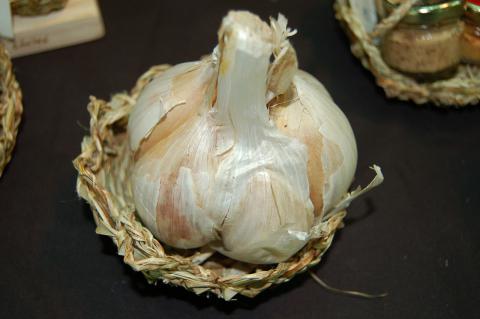 Garlic, Elephant Garlic
