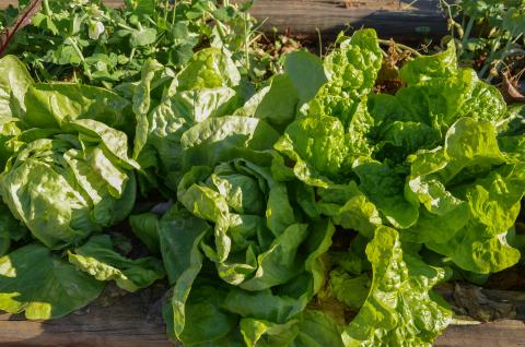 Lettuce, Buttercrunch Credit: Mark Levisay