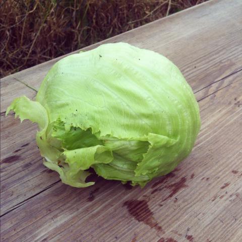 Lettuce, Iceberg Credit: Poppet