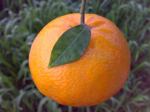 Mandarin