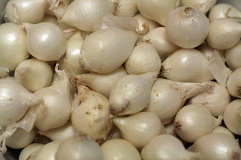 Onion, Pearl Onion