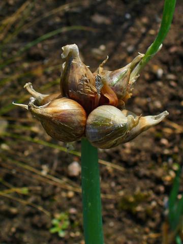 Onion, Tree Onion Credit: H. Zell