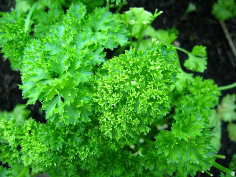 Parsley