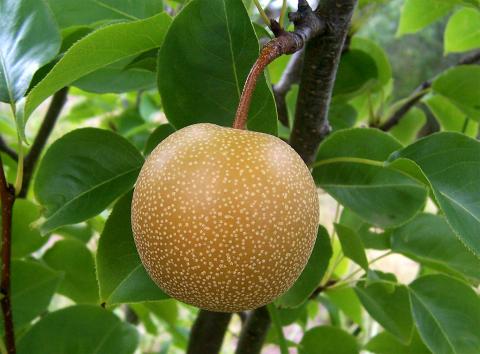 Asian Pears