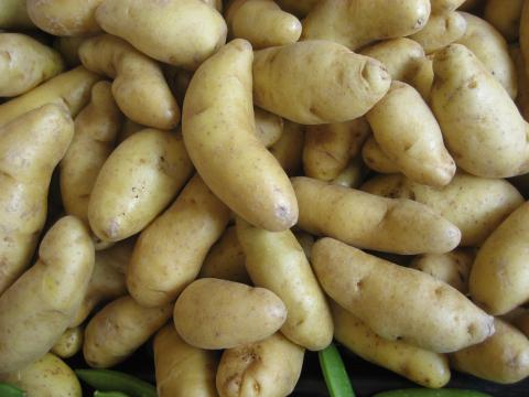 Fingerling Potato
