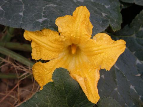 Squash or Pumpkin blossoms