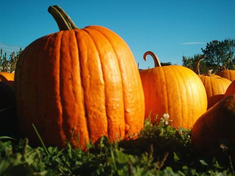 Pumpkins Pumpkins