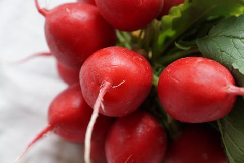 Radish, Early Scarlett Globe Radish, Early Scarlett Globe