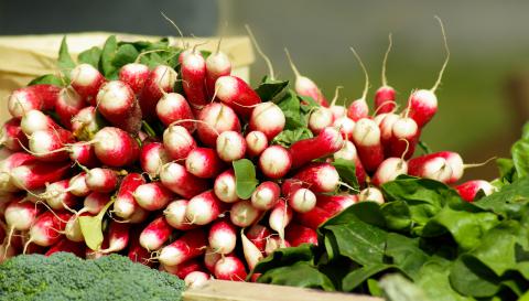 Radish, French Breakfast