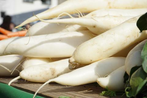 Radish, Icicle Short Top Radish, Icicle Short Top