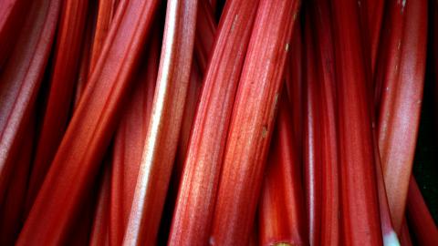 Rhubarb