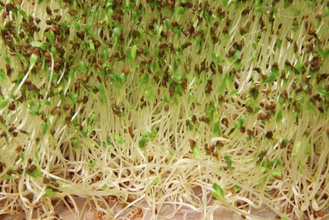 Alfalfa sprouts