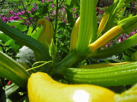 Straightneck Squash