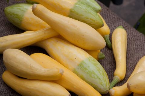 Summer Squash